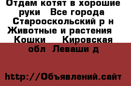 Отдам котят в хорошие руки - Все города, Старооскольский р-н Животные и растения » Кошки   . Кировская обл.,Леваши д.